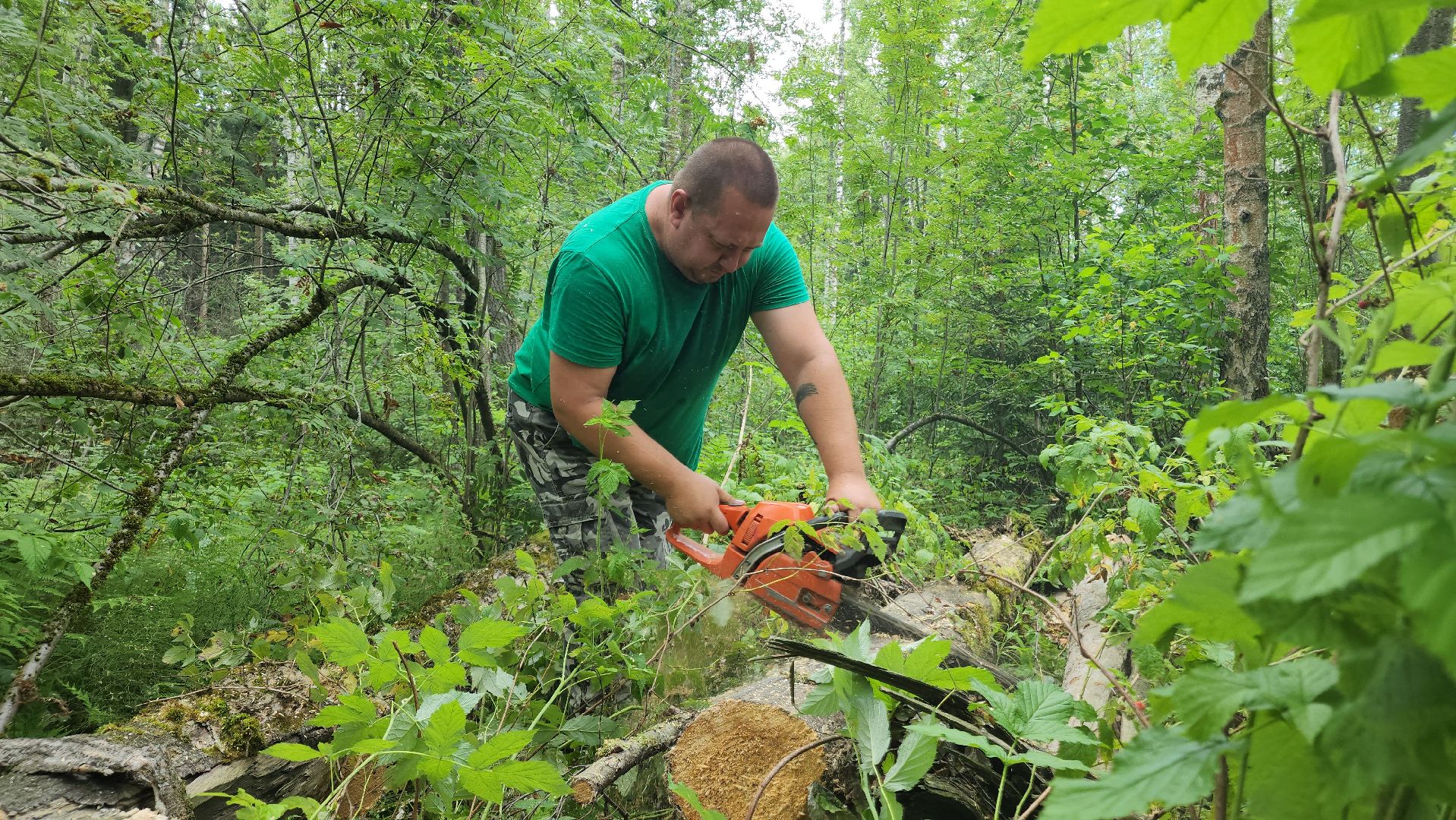 ступино, экология, санитарная вырубка леса,
