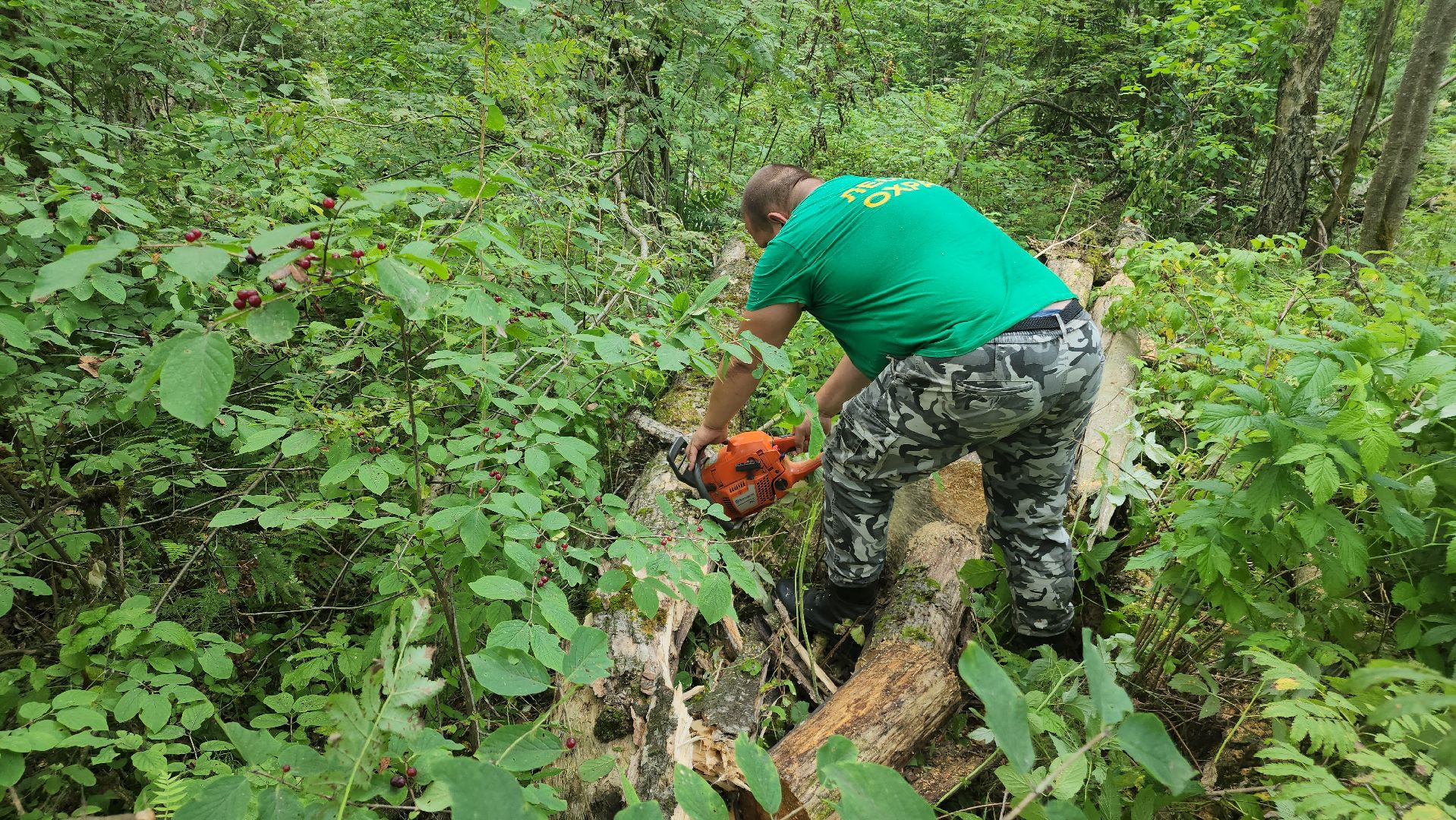 ступино, экология, санитарная вырубка леса,