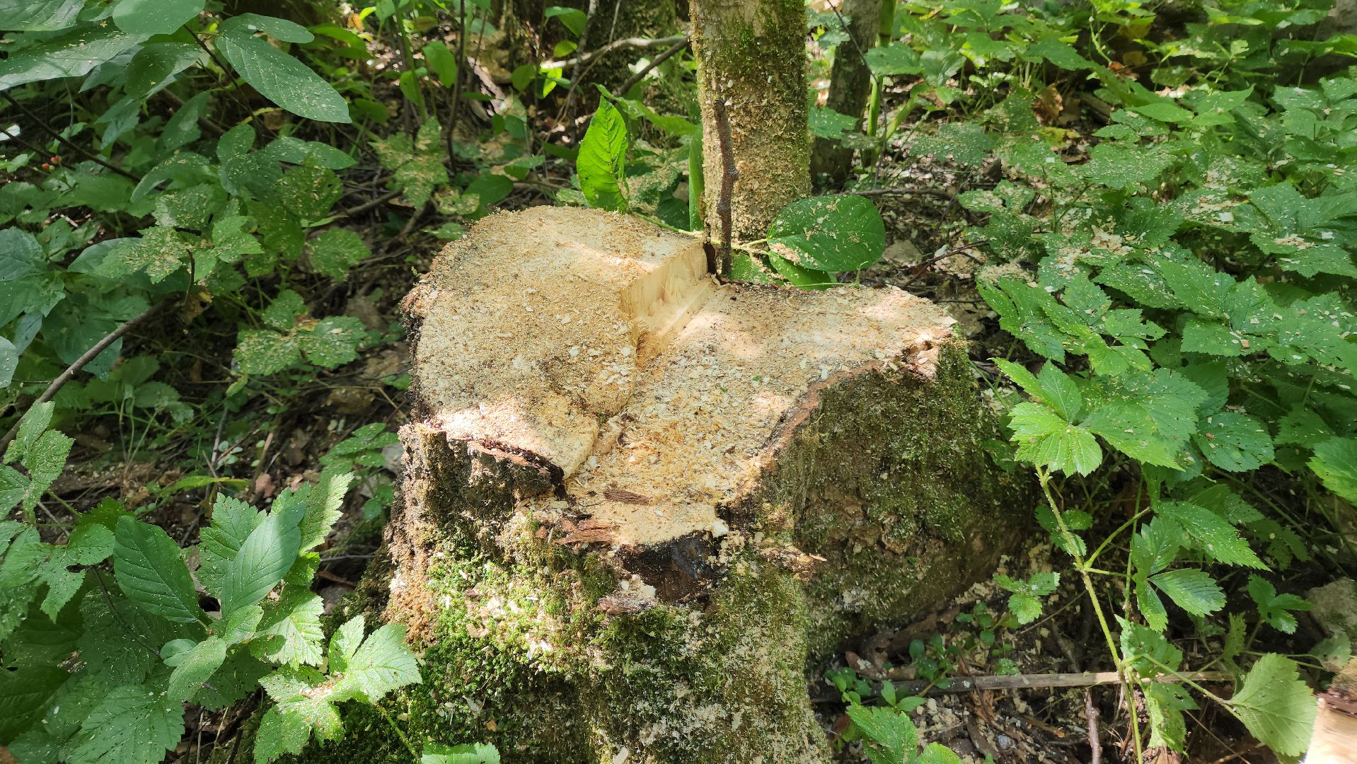 ступино, экология, санитарная вырубка леса,