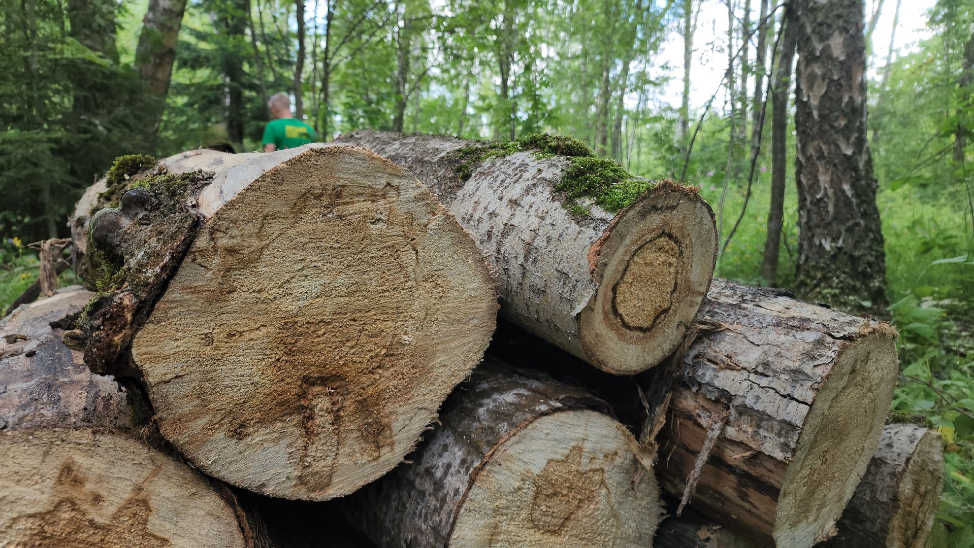 ступино, экология, санитарная вырубка леса,