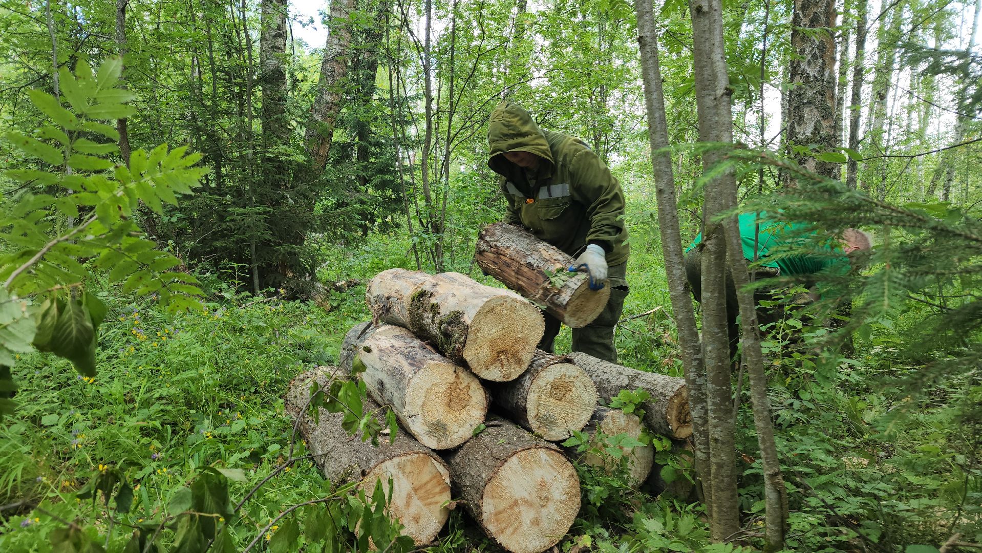 ступино, экология, санитарная вырубка леса,