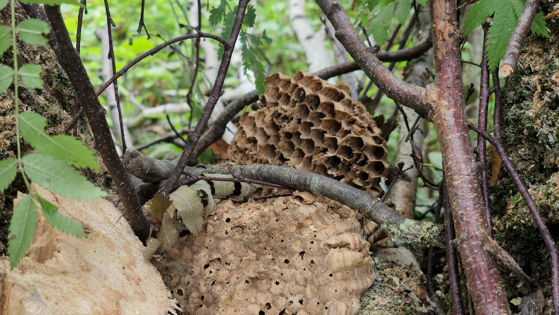 ступино, экология, санитарная вырубка леса,