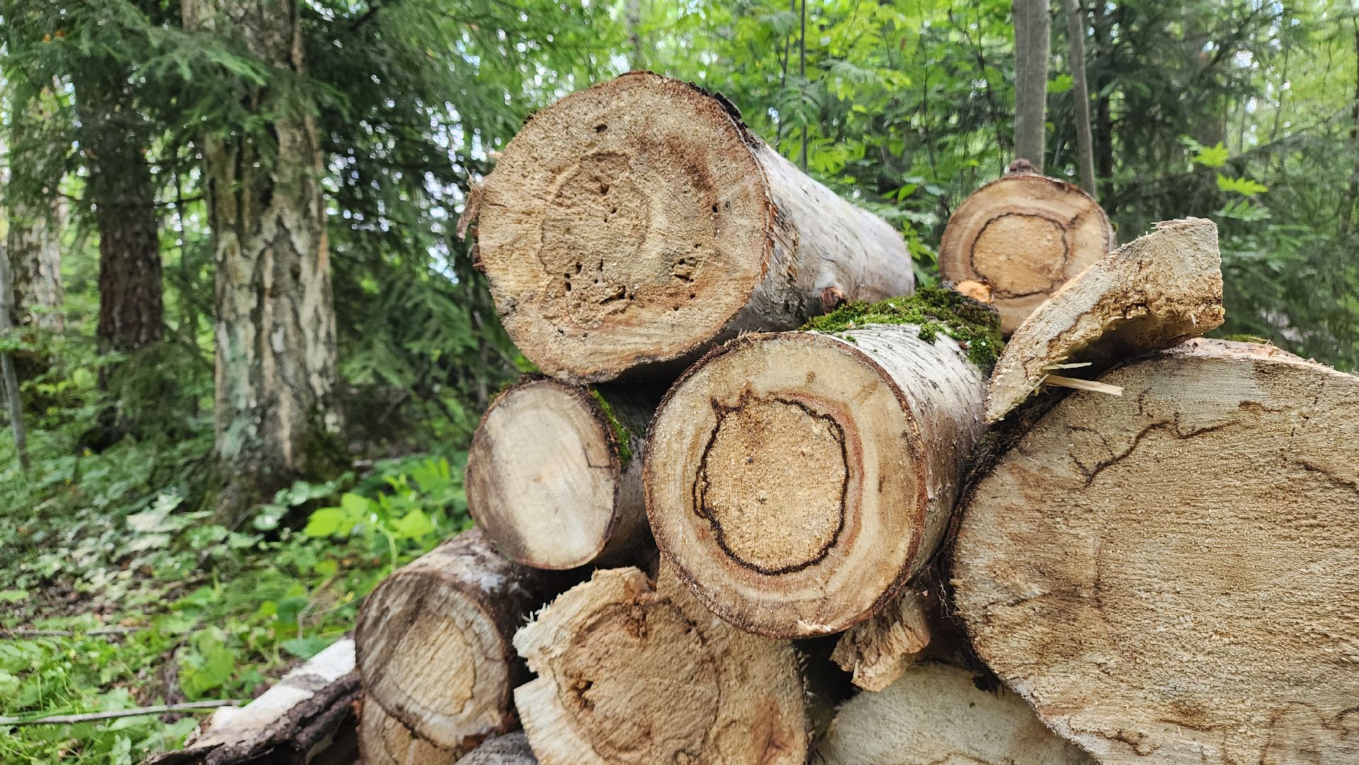 ступино, экология, санитарная вырубка леса,