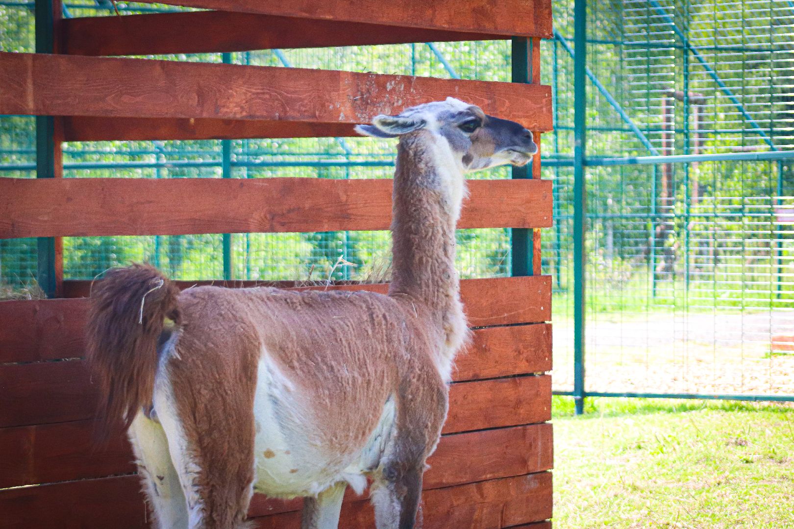 клин, общество, животные, туризм,