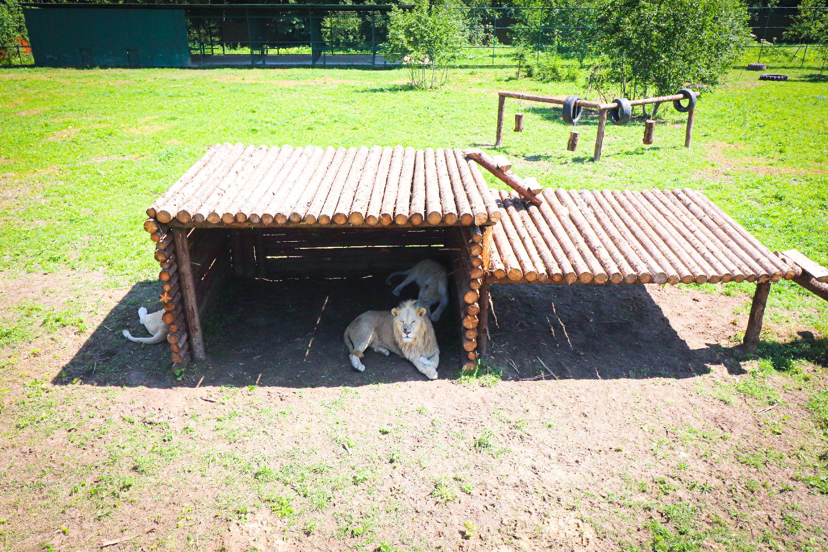 клин, общество, животные, туризм,