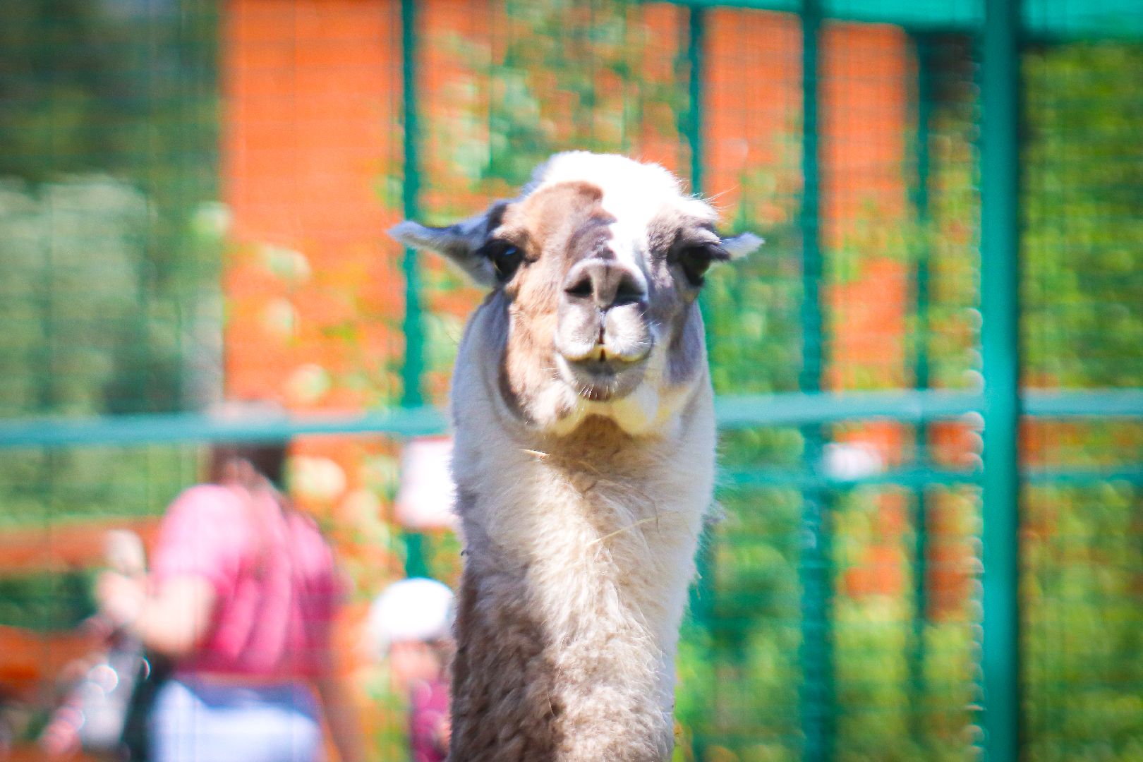 клин, общество, животные, туризм,