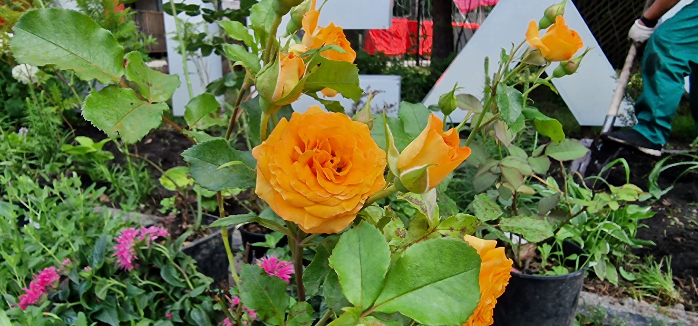 Балашиха, парк пехорка, высадка цветов,