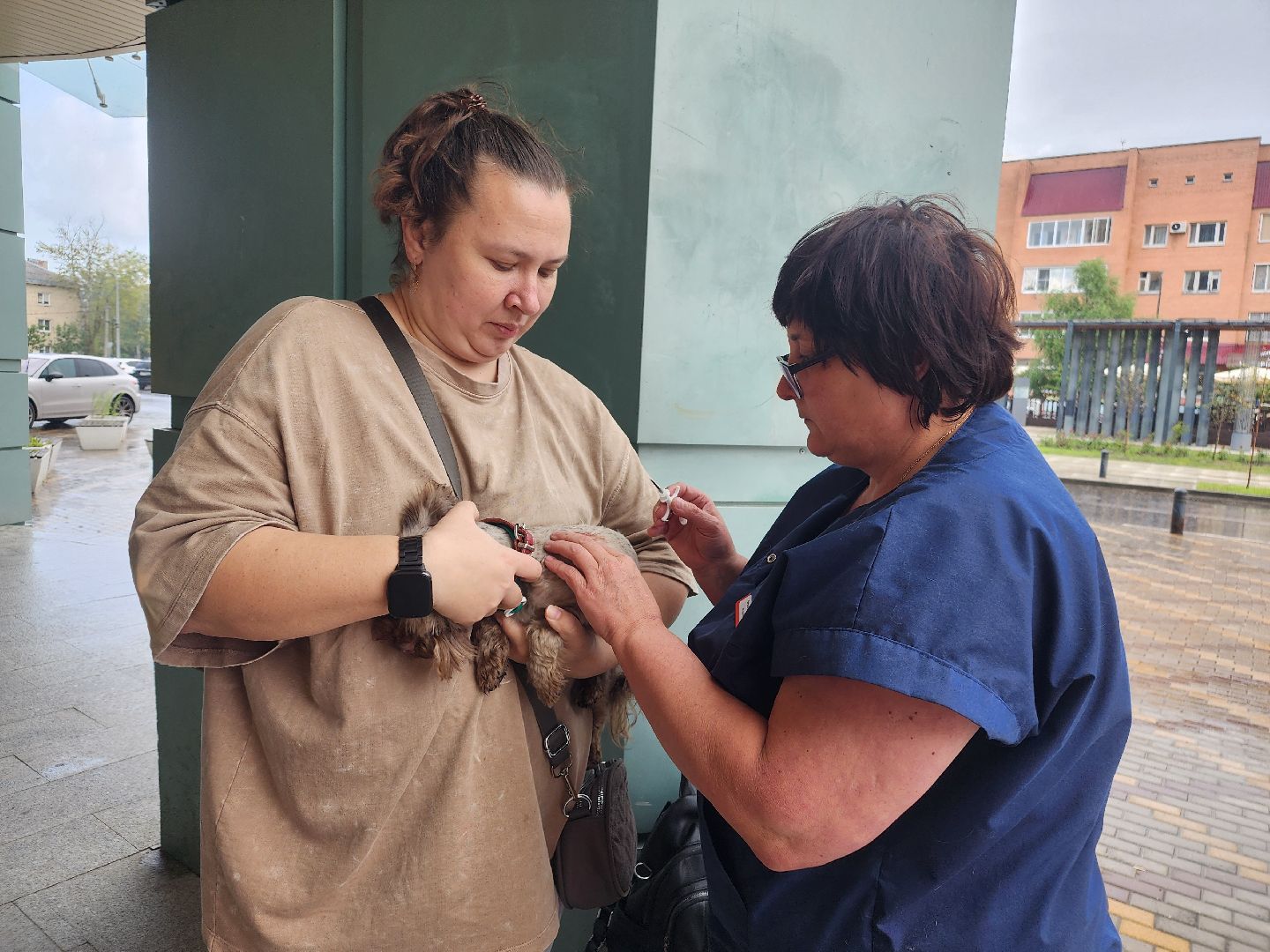 фрязино, чипирование домашних животных, домашние животные, ветеринарная служба,