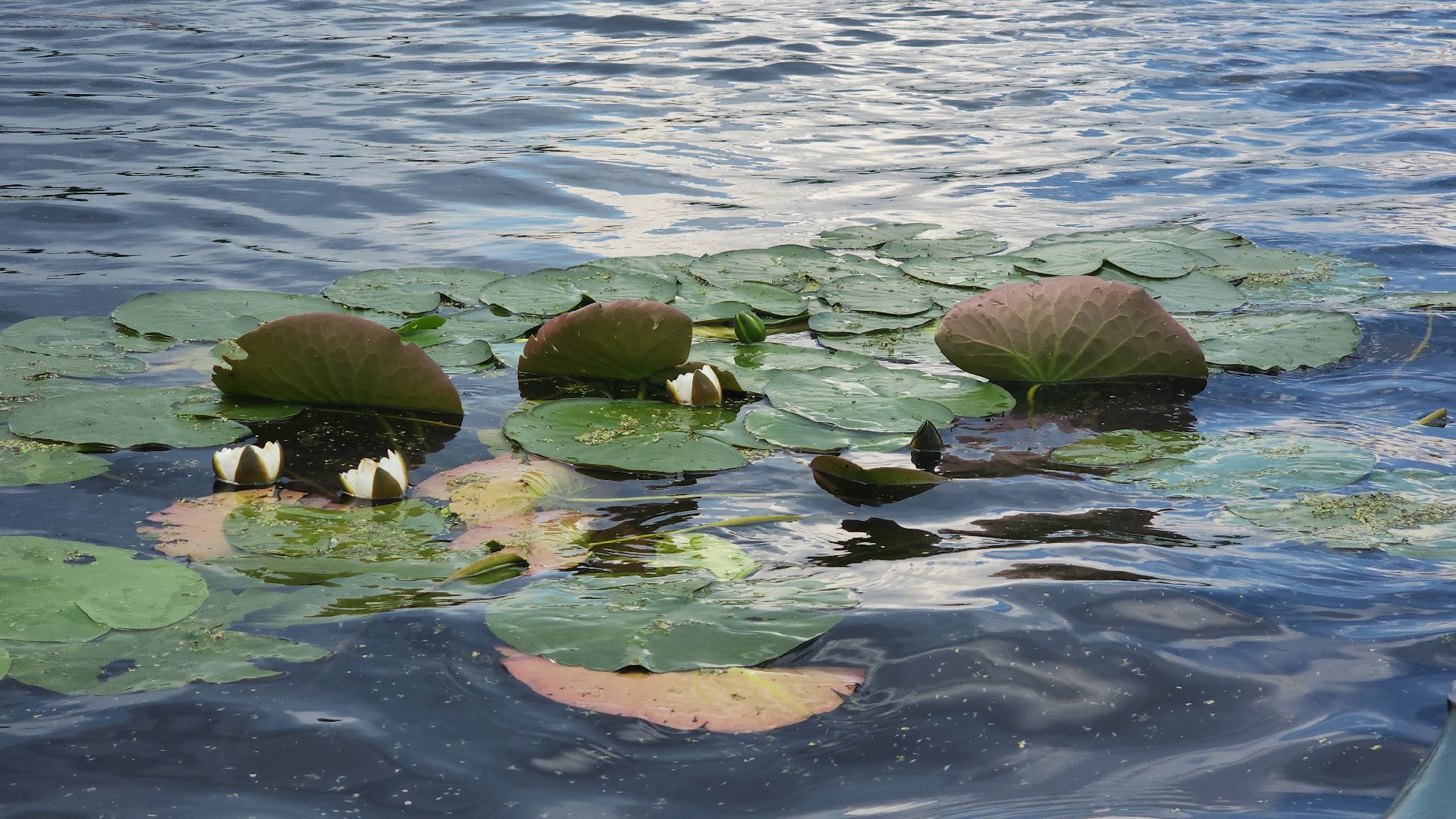 мытищи, лосиный остров,