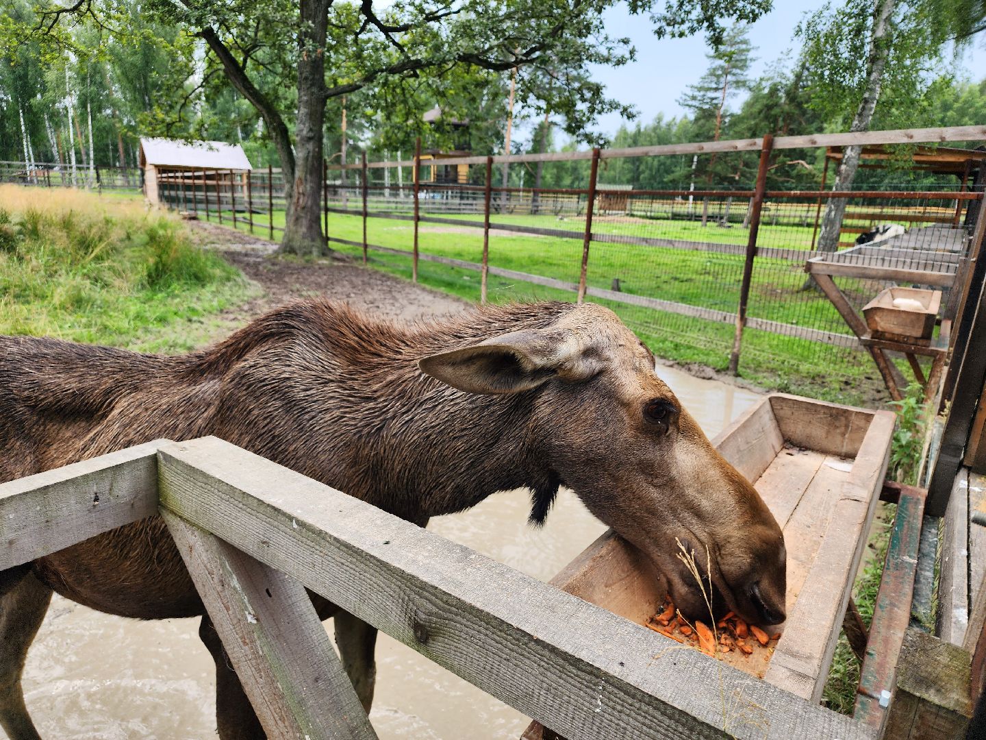 мытищи, лосиный остров,