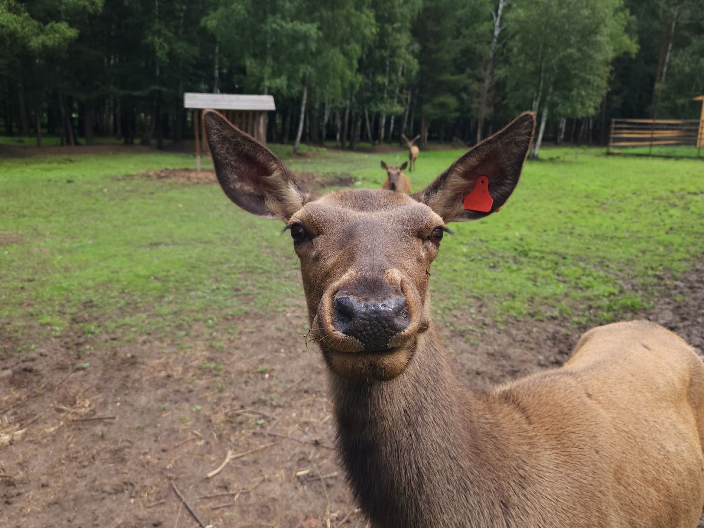 мытищи, лосиный остров,
