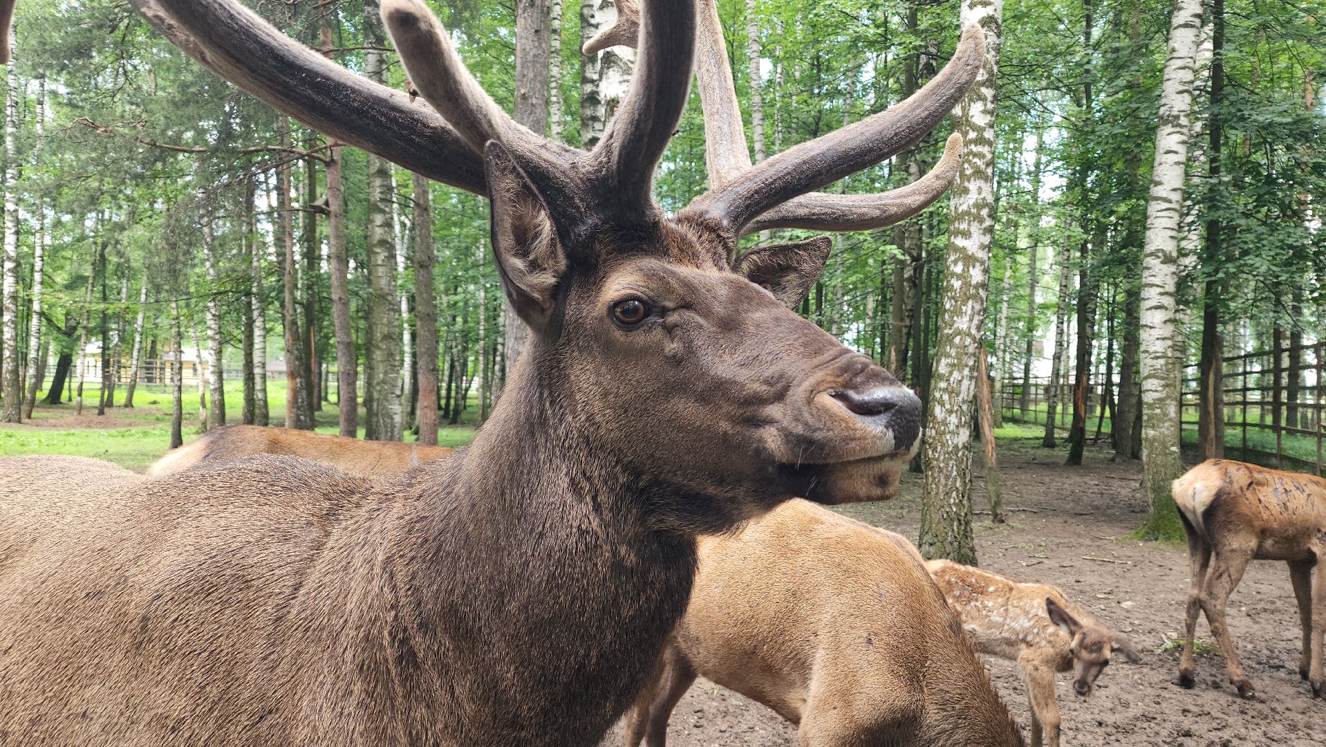 мытищи, лосиный остров,