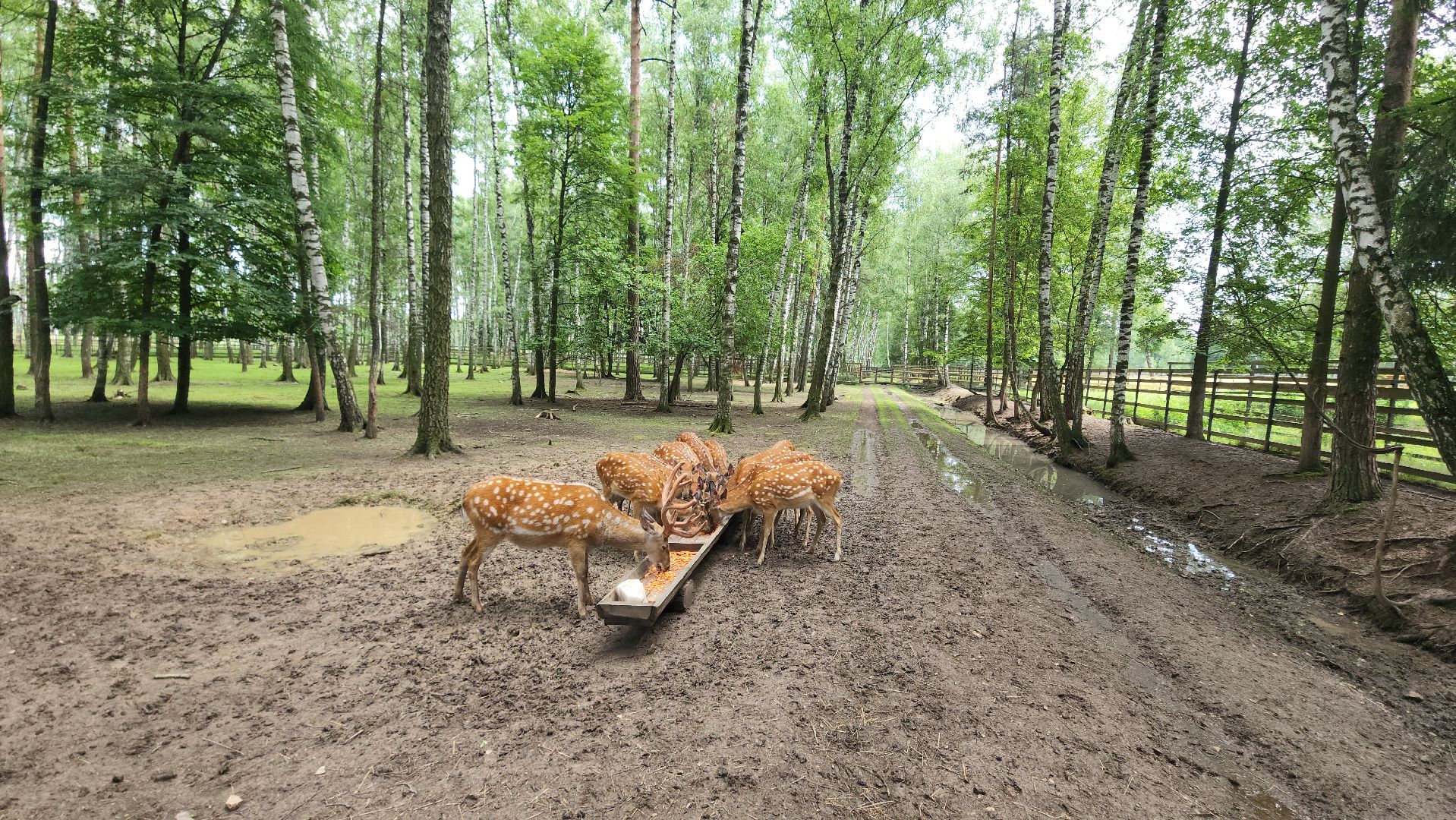 мытищи, лосиный остров,