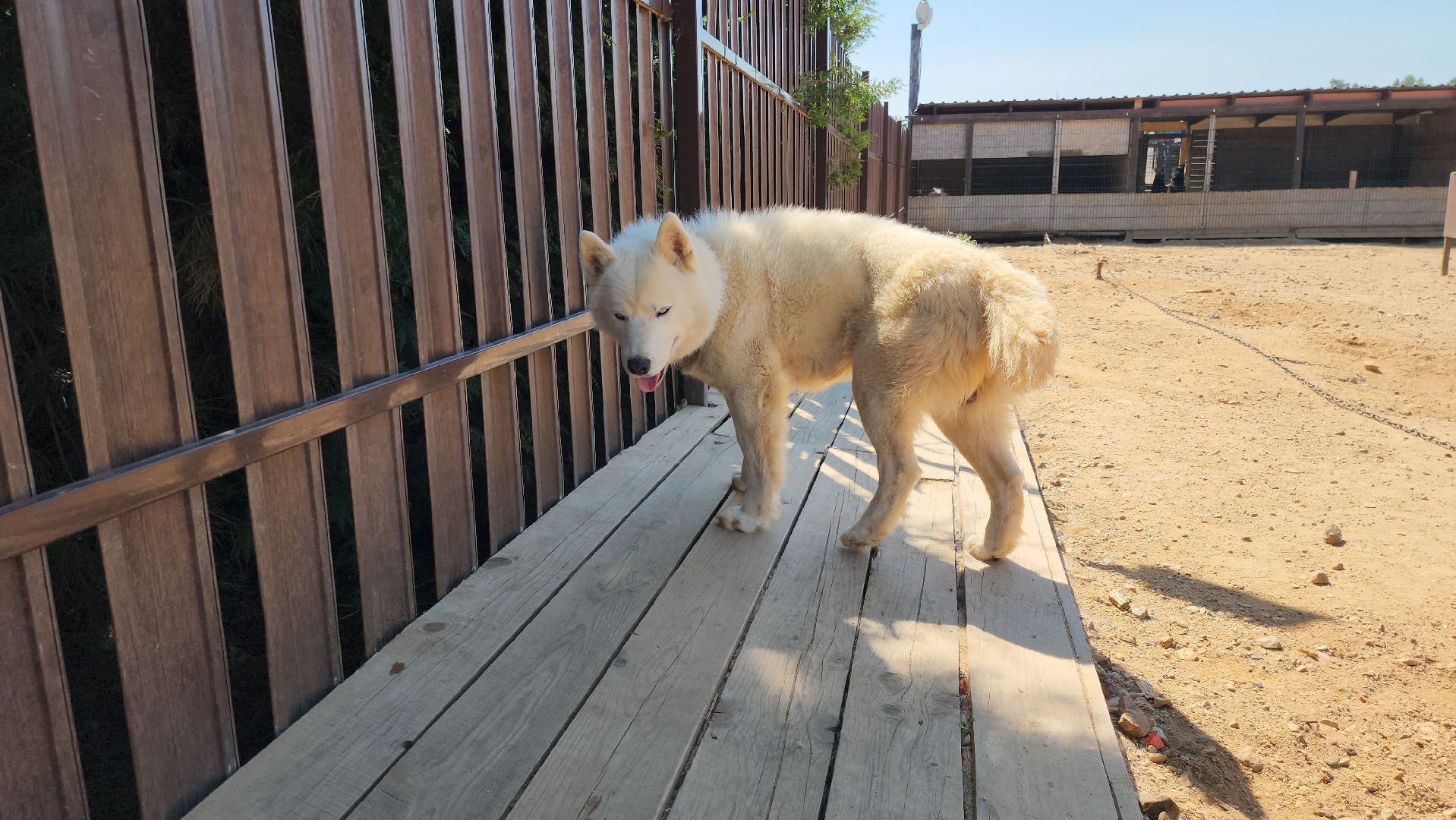 Руза, хаски-деревня, рузская аляска,