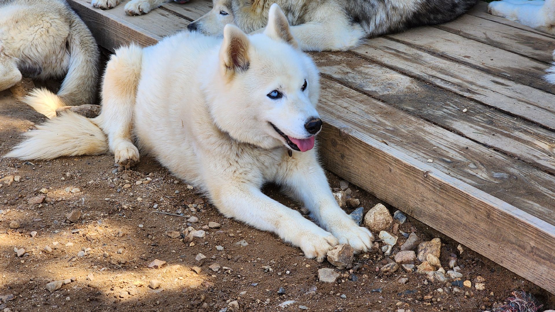 Руза, хаски-деревня, рузская аляска,