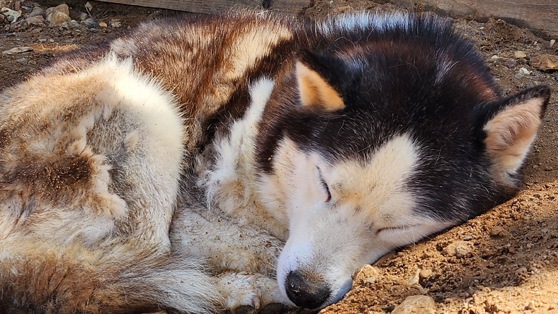 Руза, хаски-деревня, рузская аляска,