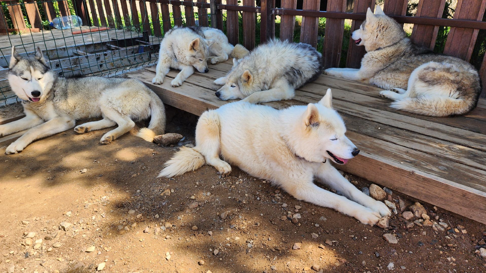 Руза, хаски-деревня, рузская аляска,