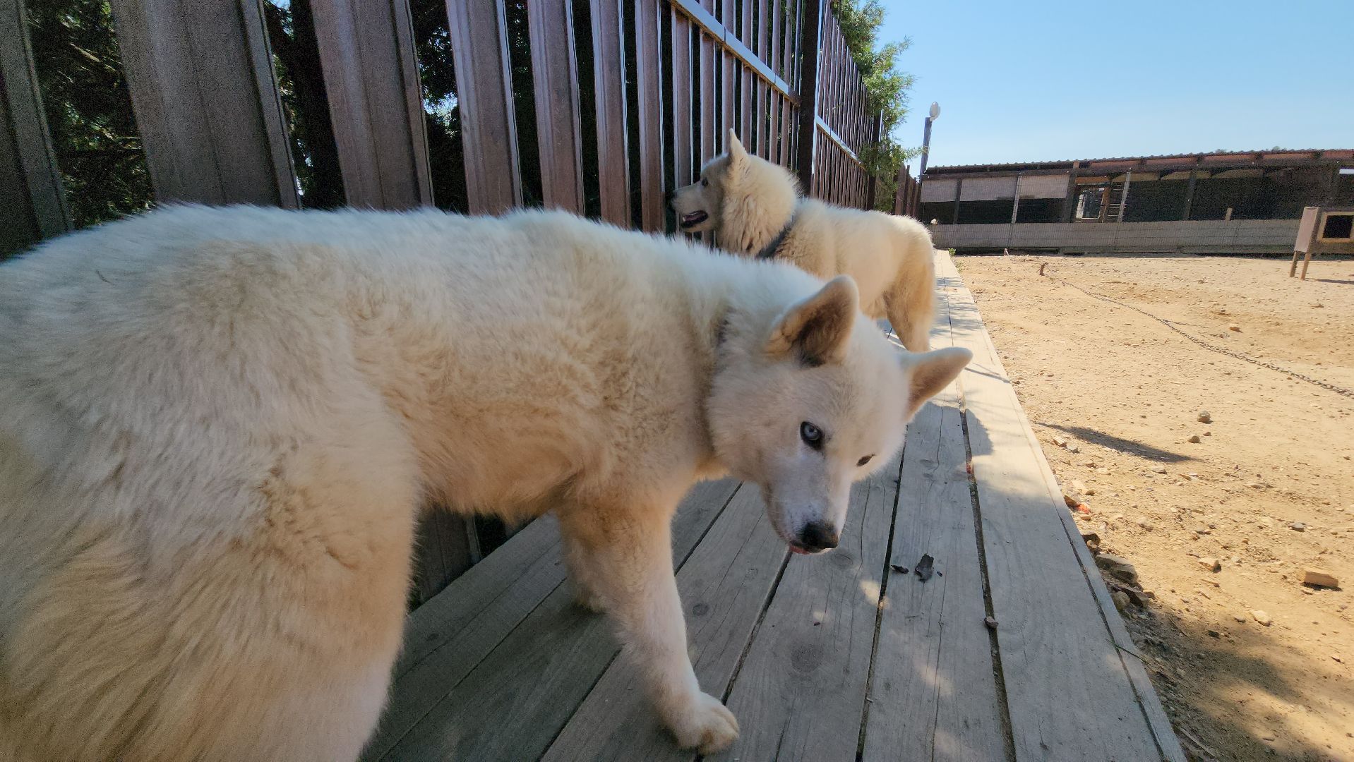 Руза, хаски-деревня, рузская аляска,