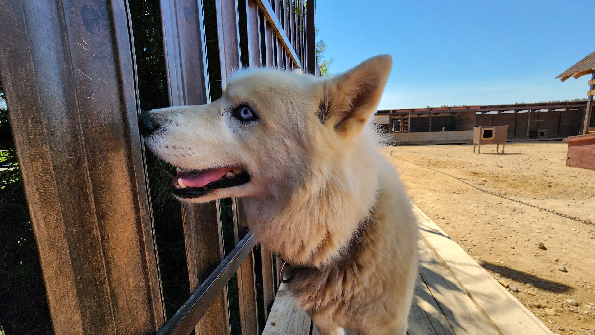 Руза, хаски-деревня, рузская аляска,