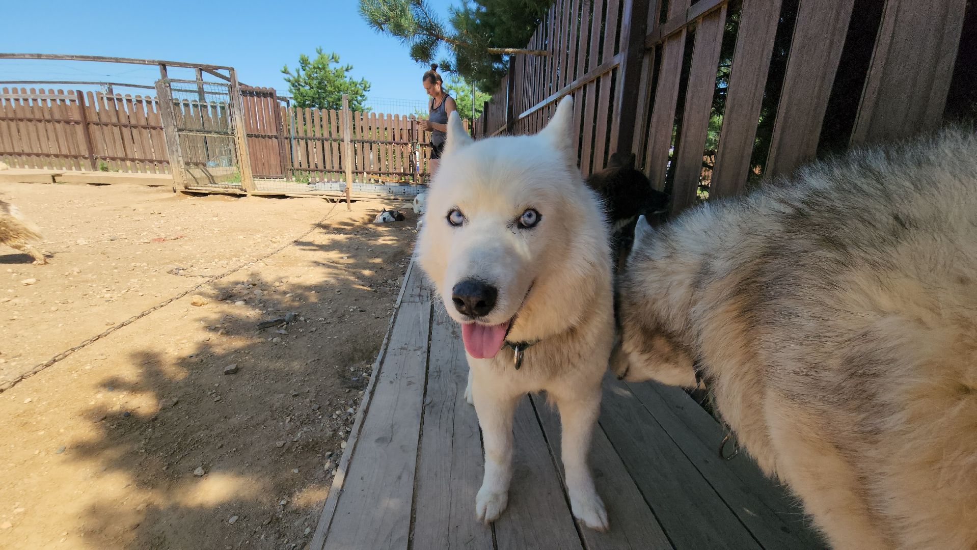 Руза, хаски-деревня, рузская аляска,