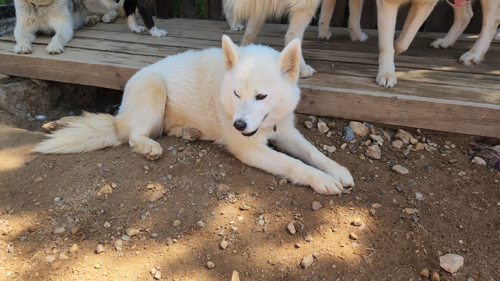 Руза, хаски-деревня, рузская аляска,