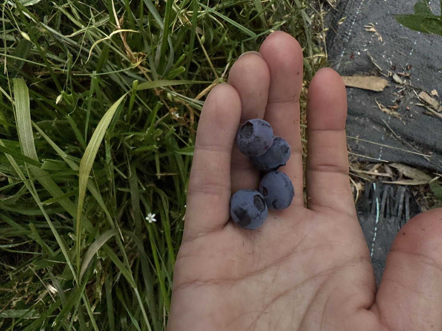 шаховская, сельское хозяйство, голубика,