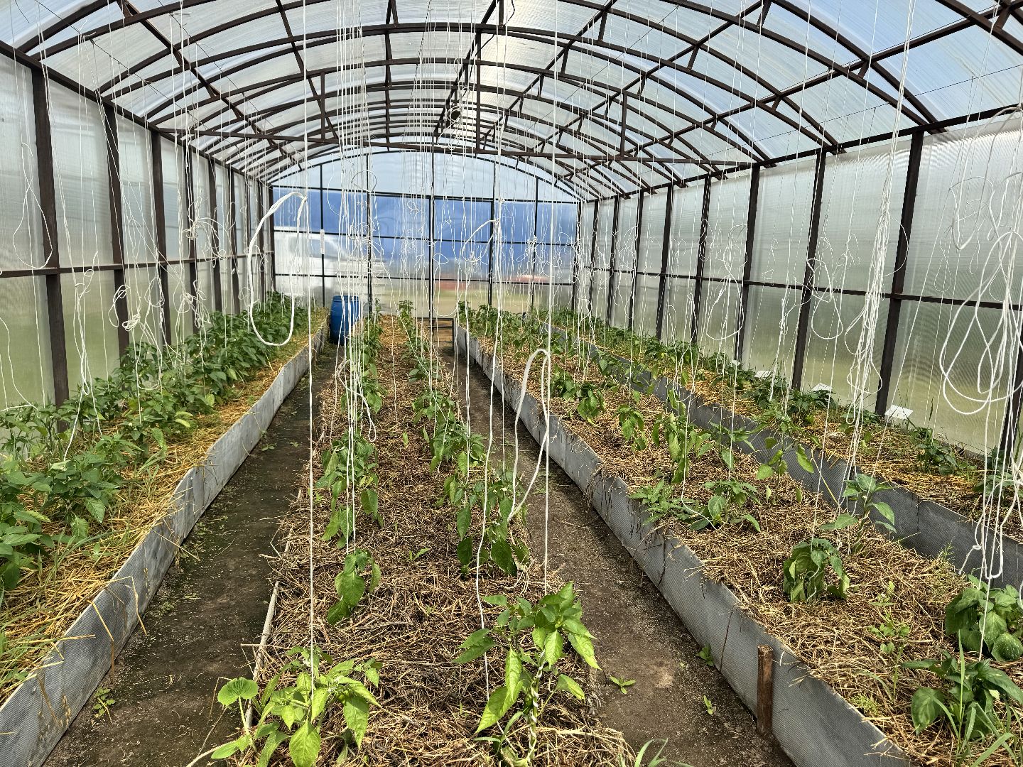 шаховская, сельское хозяйство, голубика,