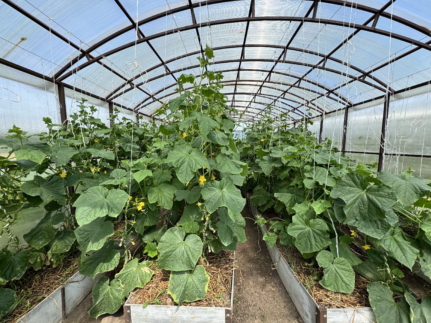 шаховская, сельское хозяйство, голубика,