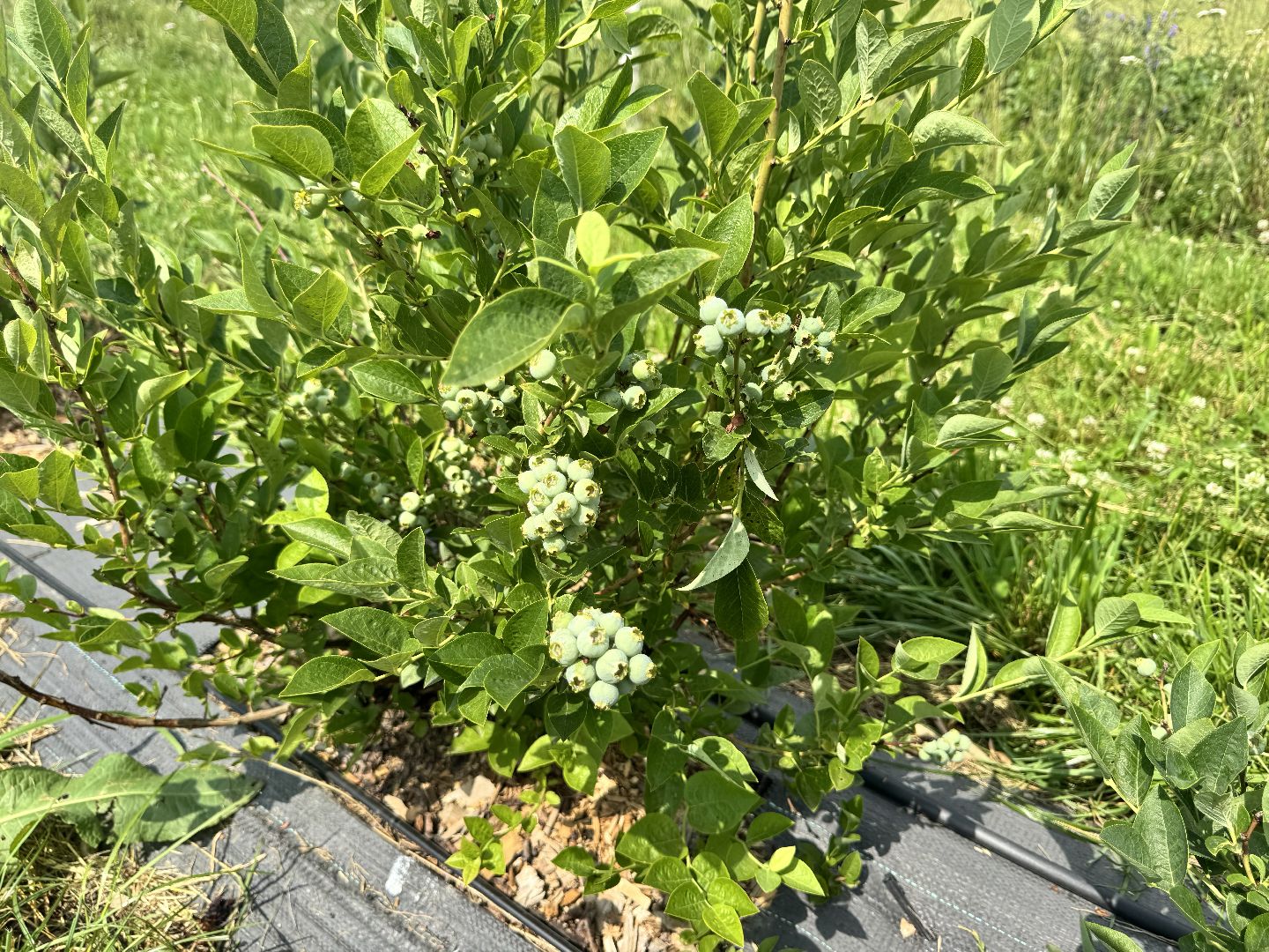 шаховская, сельское хозяйство, голубика,