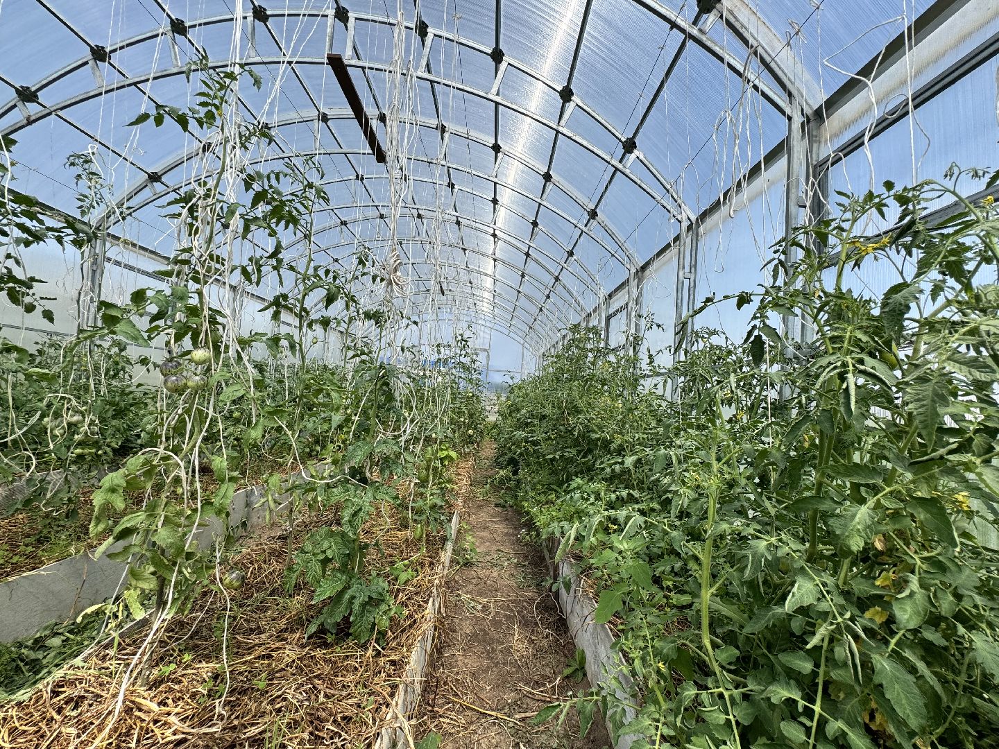 шаховская, сельское хозяйство, голубика,