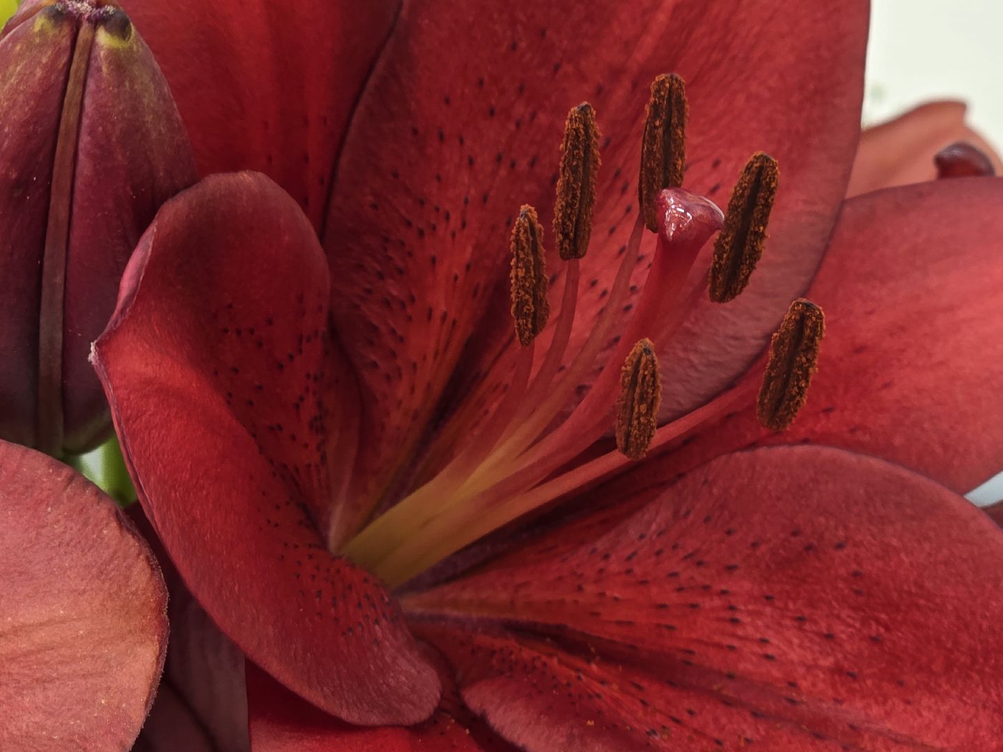 Коломна, цветы, выставка ,