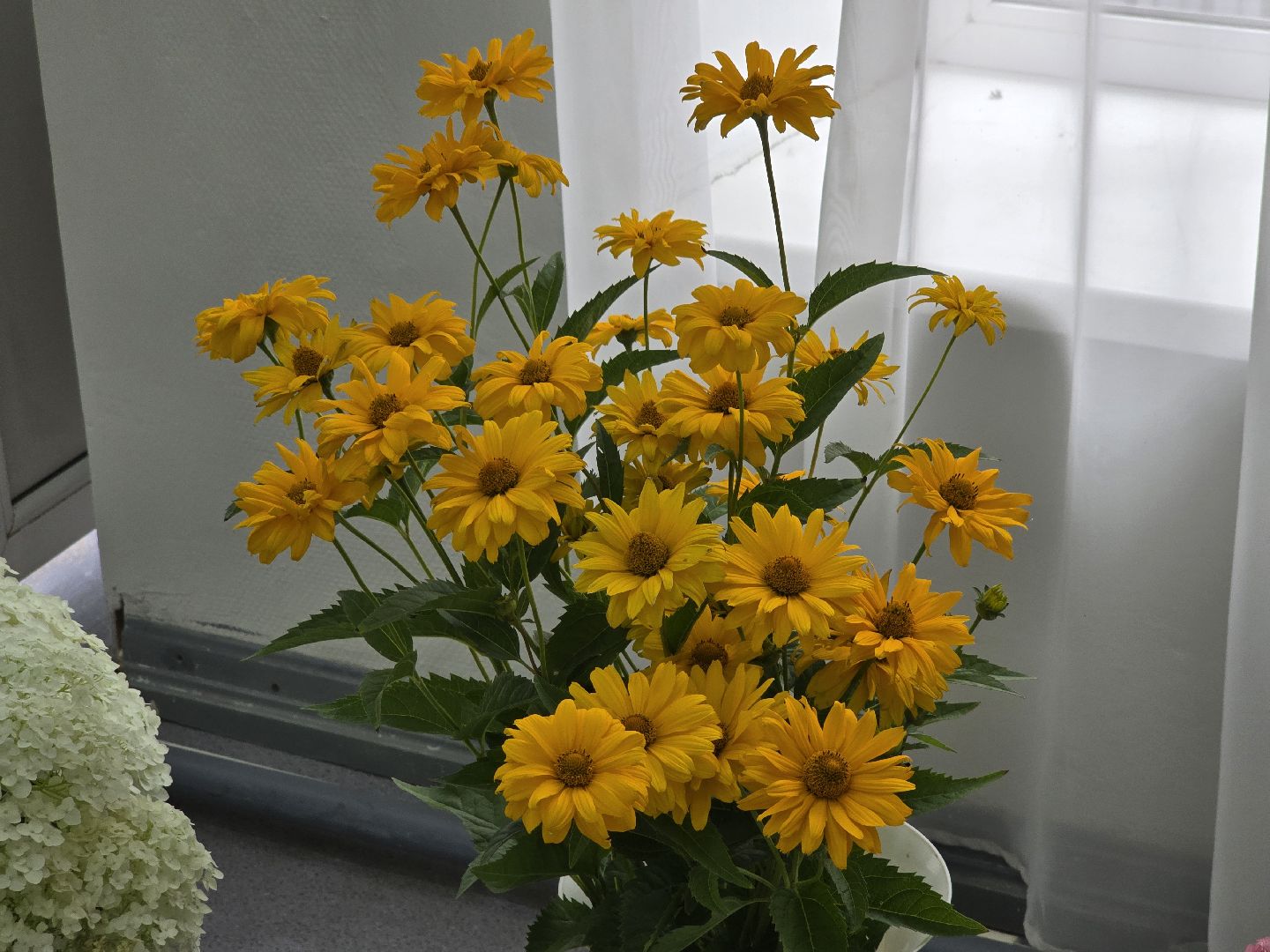 Коломна, цветы, выставка ,