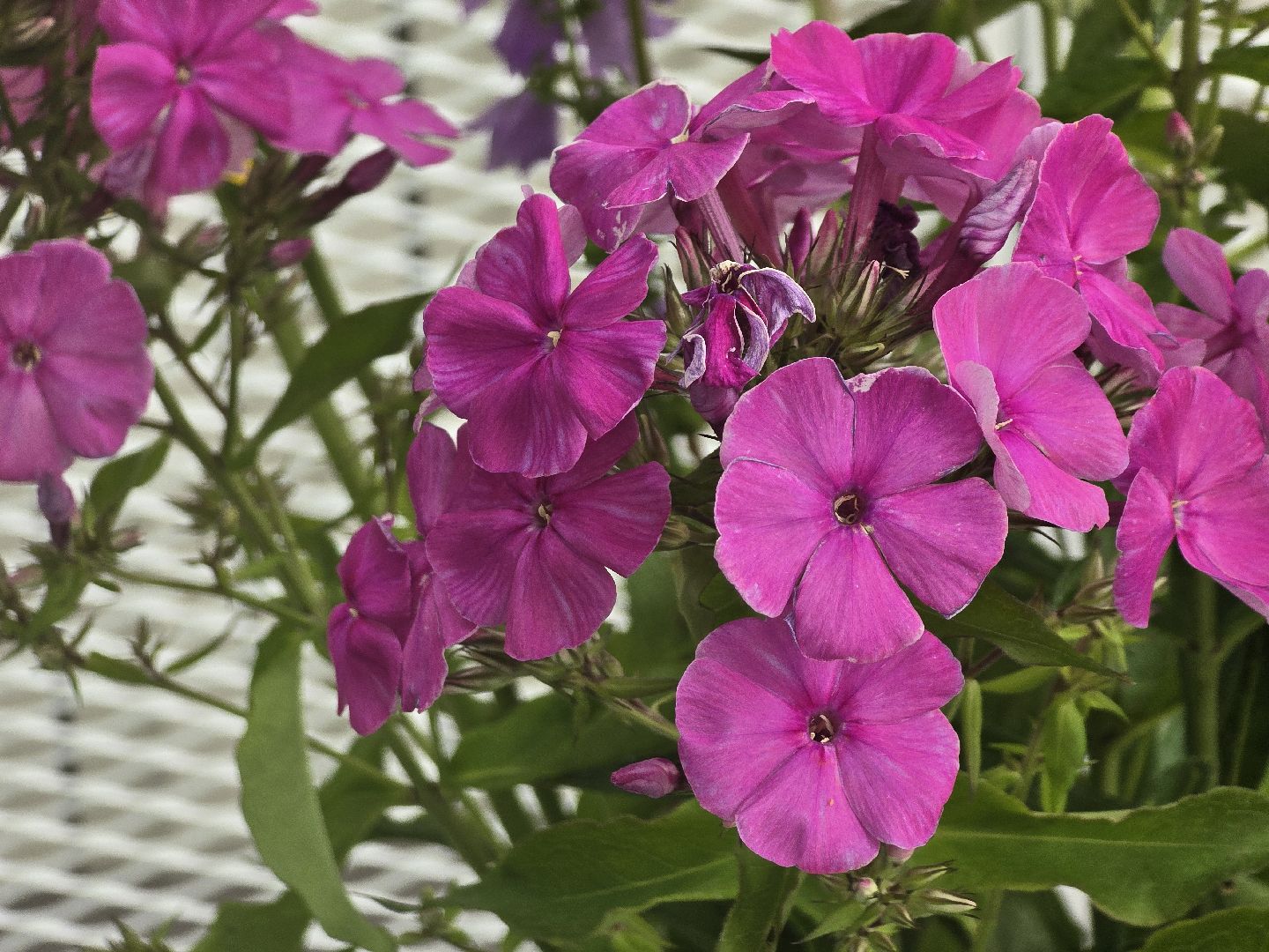 Коломна, цветы, выставка ,