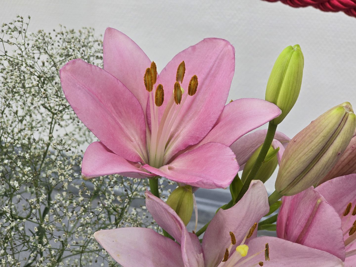 Коломна, цветы, выставка ,