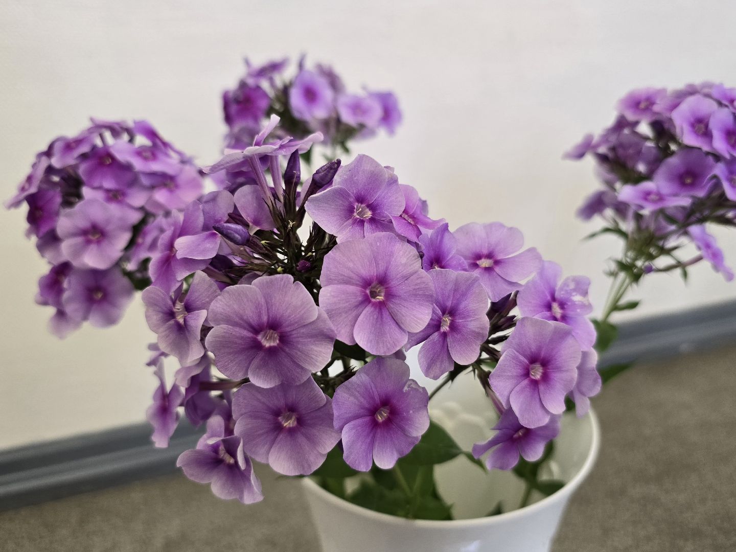 Коломна, цветы, выставка ,