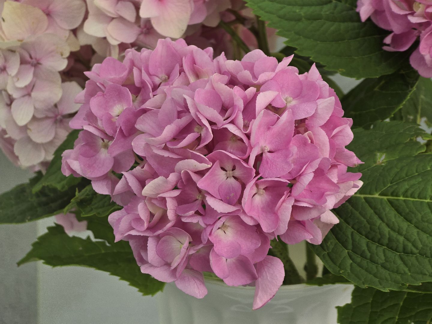 Коломна, цветы, выставка ,