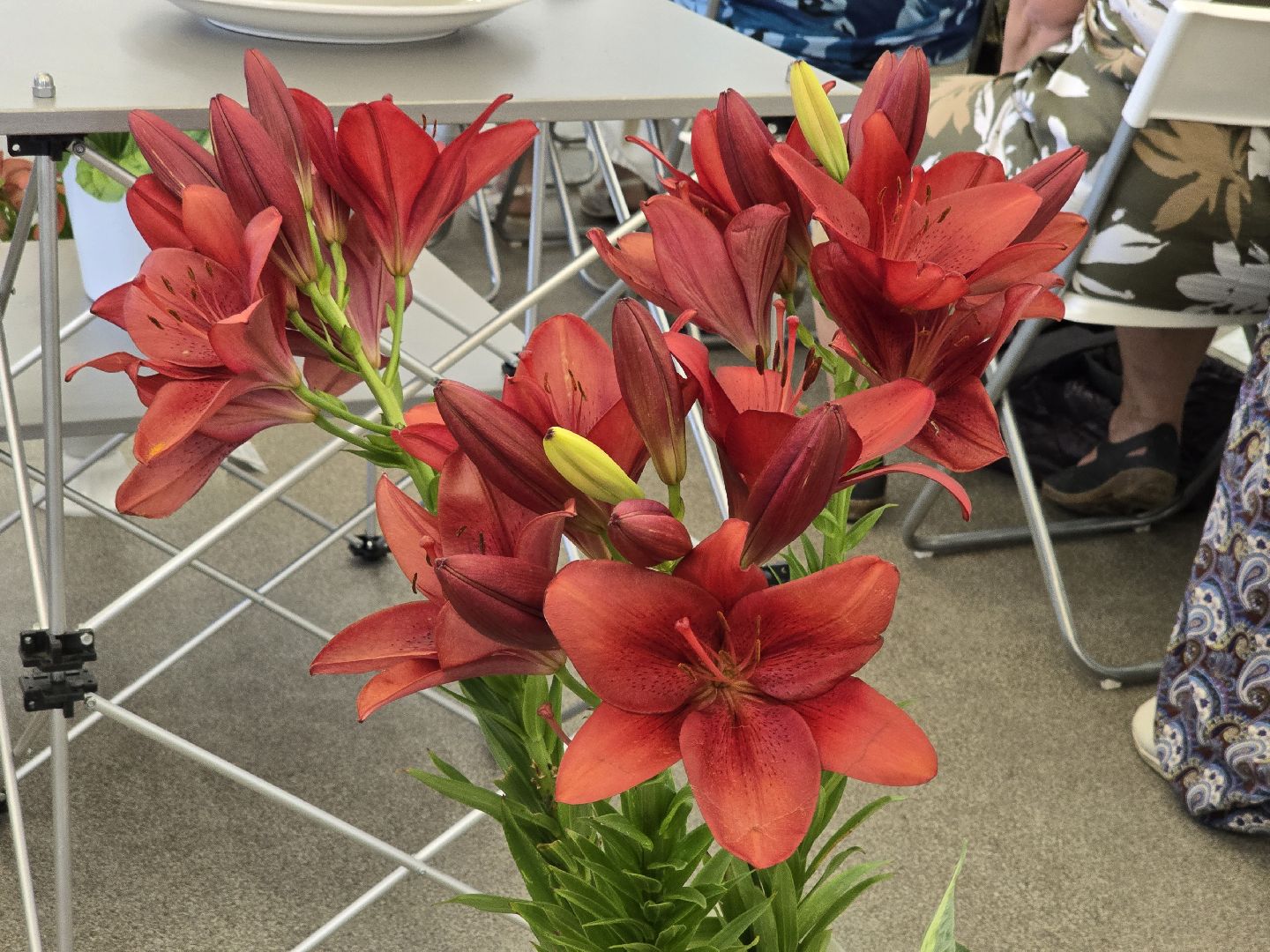 Коломна, цветы, выставка ,