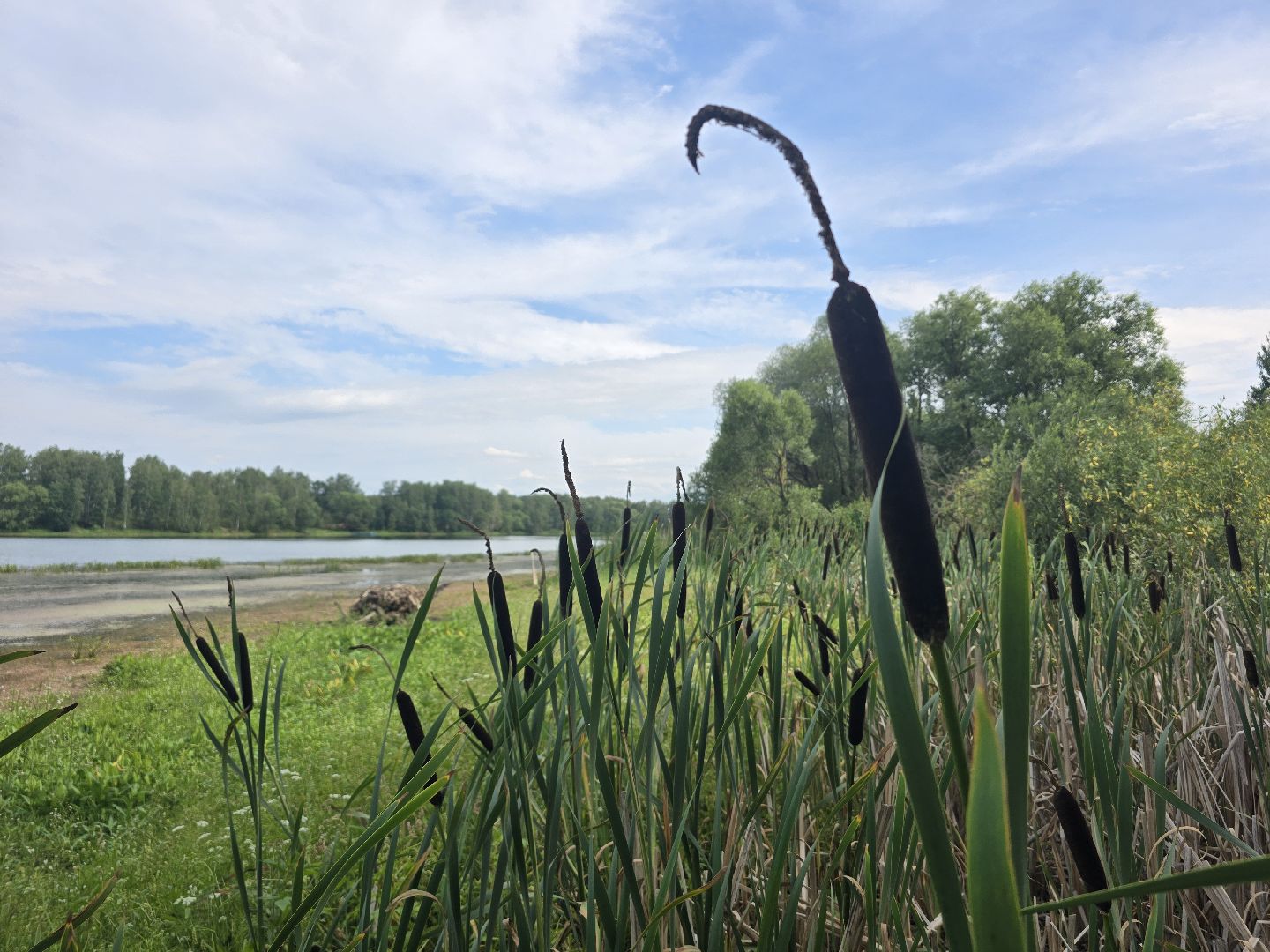 Коломна, 100 прудов и озер, очистка водоемов,