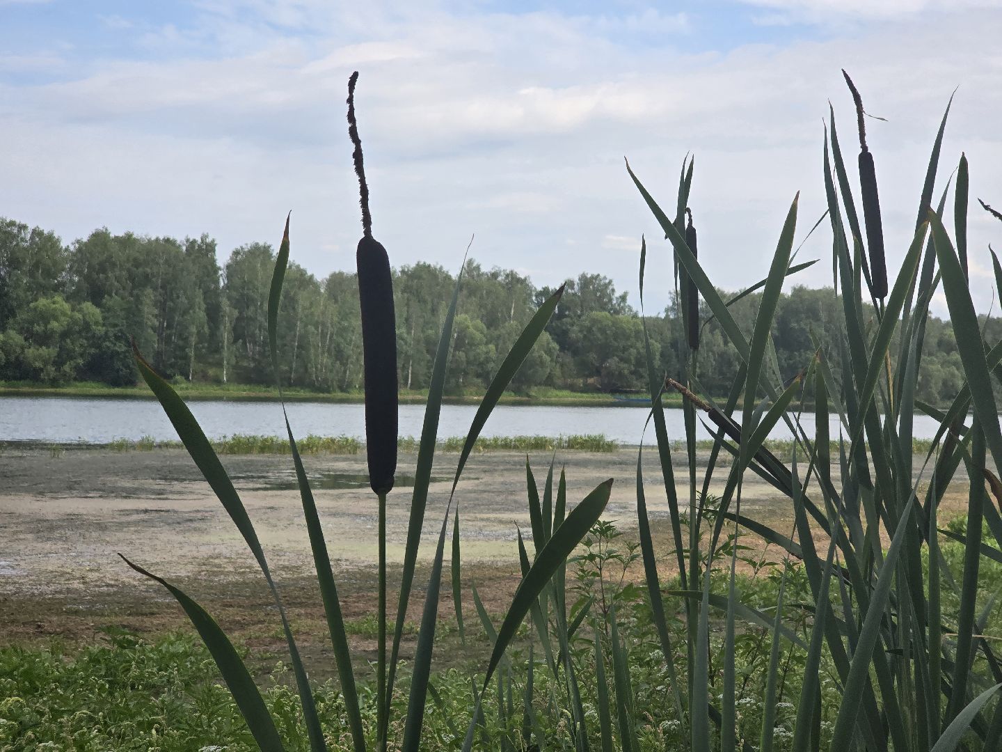 Коломна, 100 прудов и озер, очистка водоемов,