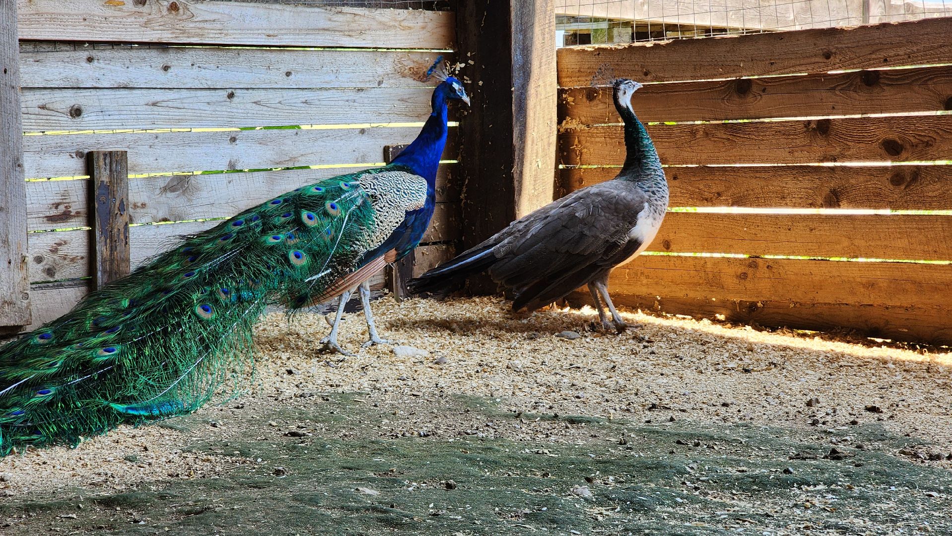 Руза, Павлины, рузская аляска, Туризм , хаски-деревня,