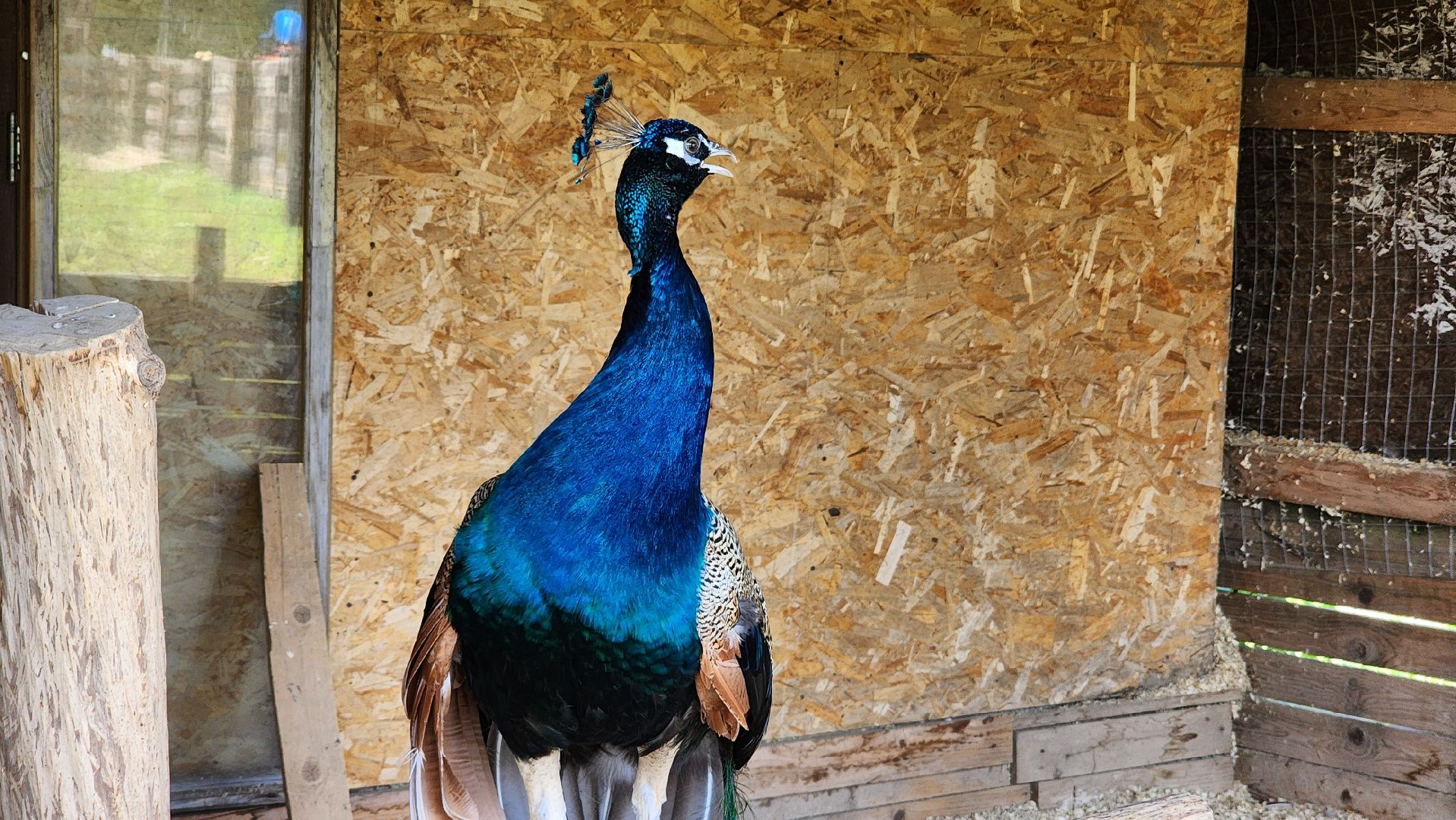 Руза, Павлины, рузская аляска, Туризм , хаски-деревня,