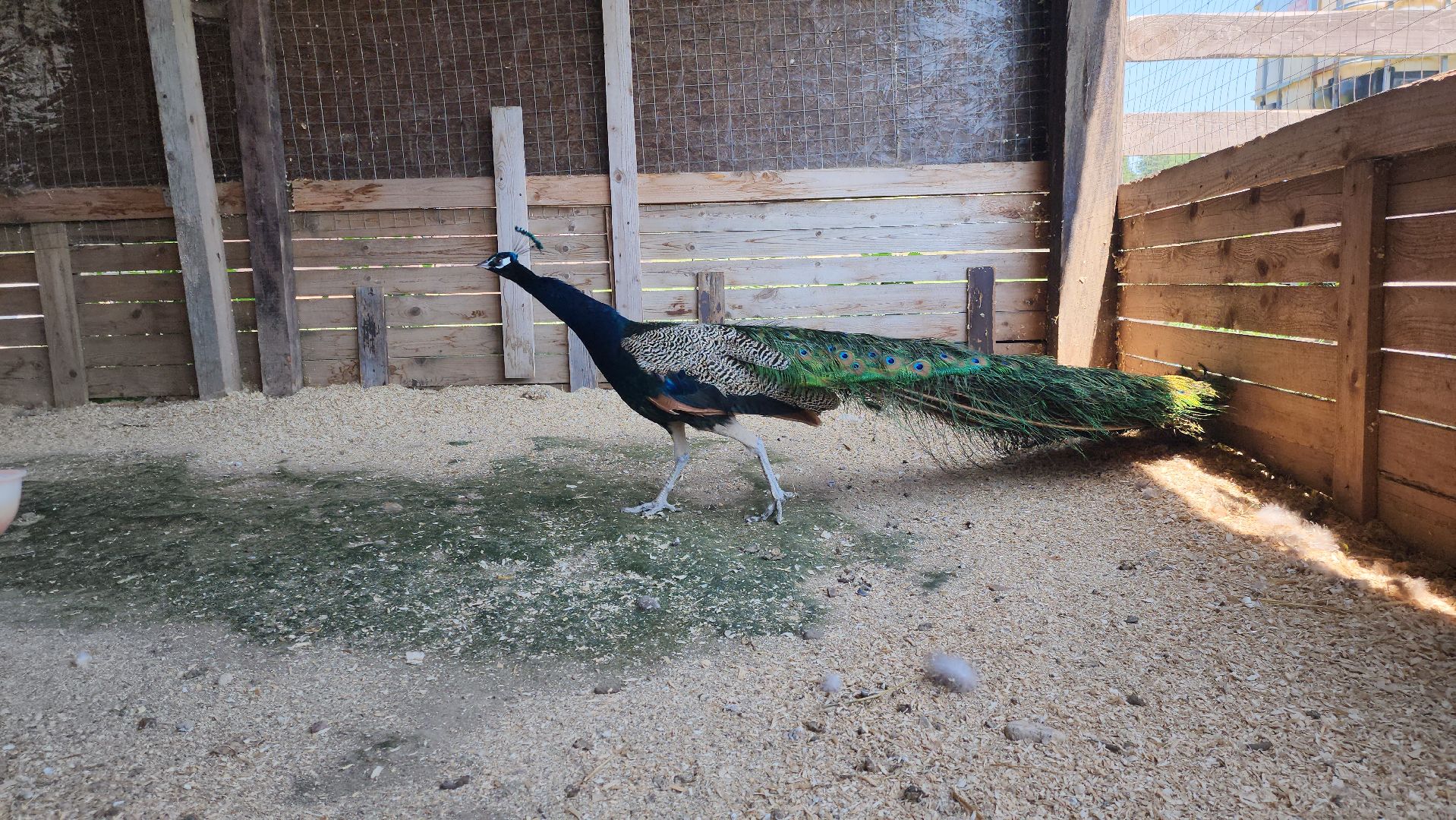 Руза, Павлины, рузская аляска, Туризм , хаски-деревня,