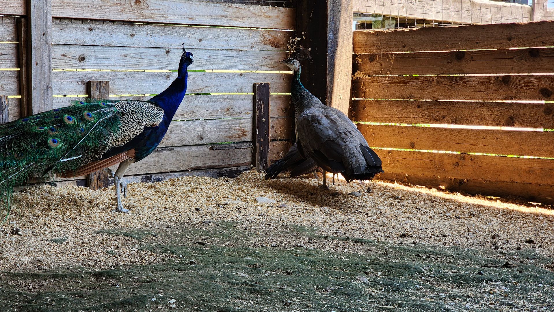 Руза, Павлины, рузская аляска, Туризм , хаски-деревня,