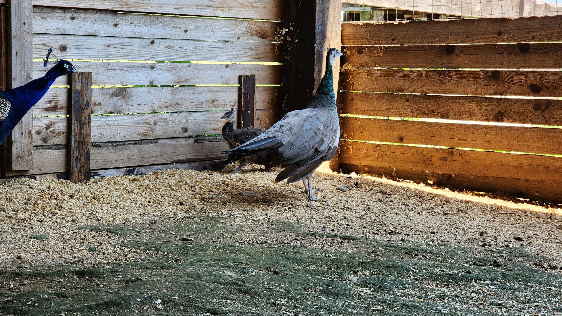 Руза, Павлины, рузская аляска, Туризм , хаски-деревня,