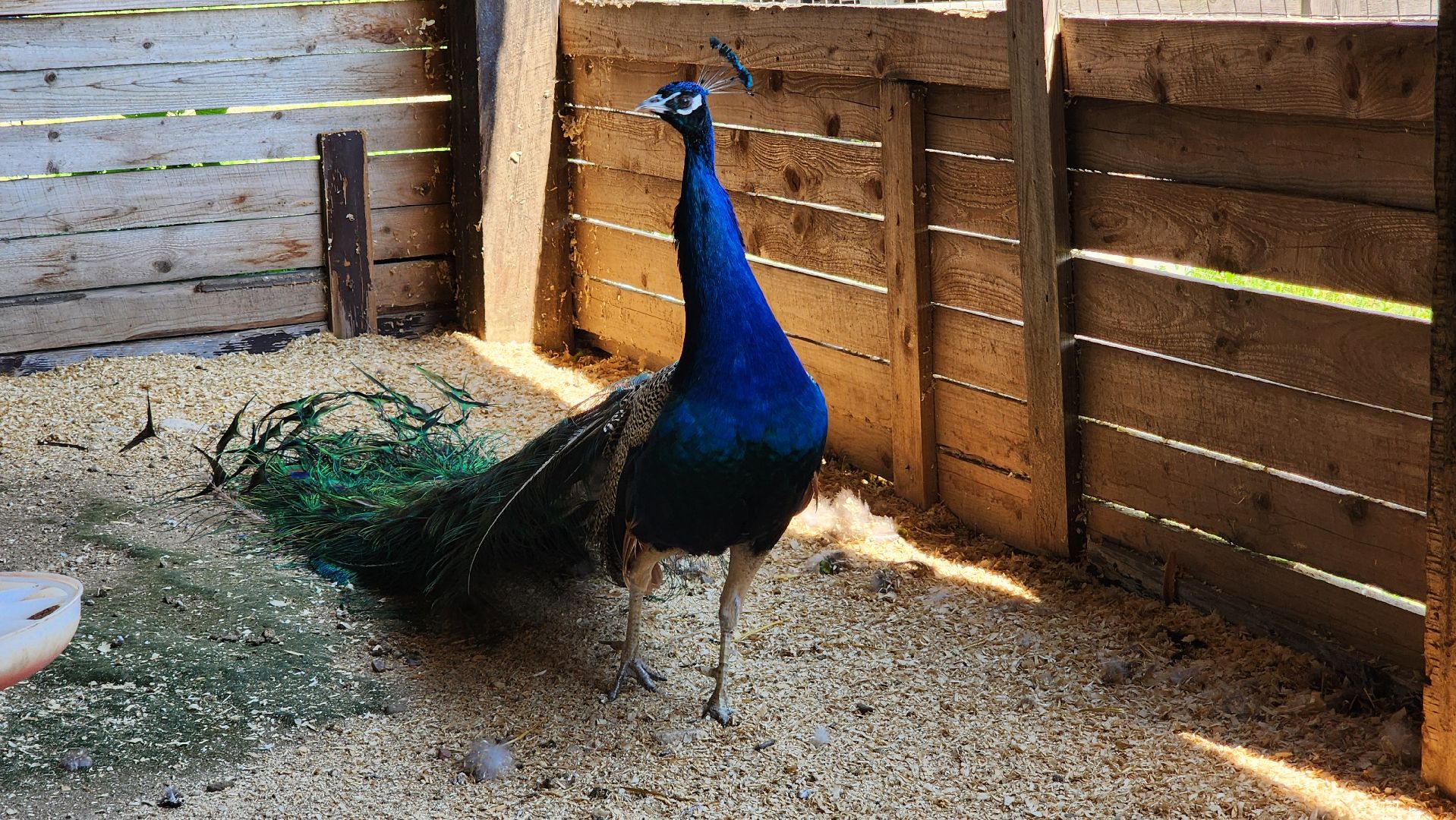 Руза, Павлины, рузская аляска, Туризм , хаски-деревня,