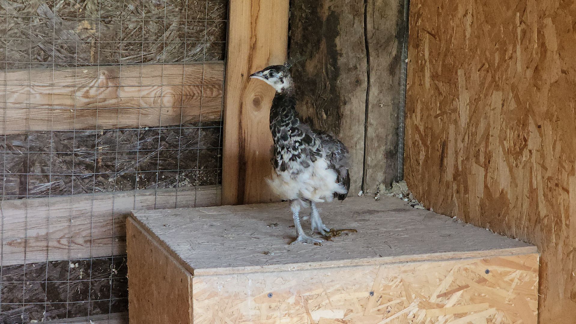 Руза, Павлины, рузская аляска, Туризм , хаски-деревня,