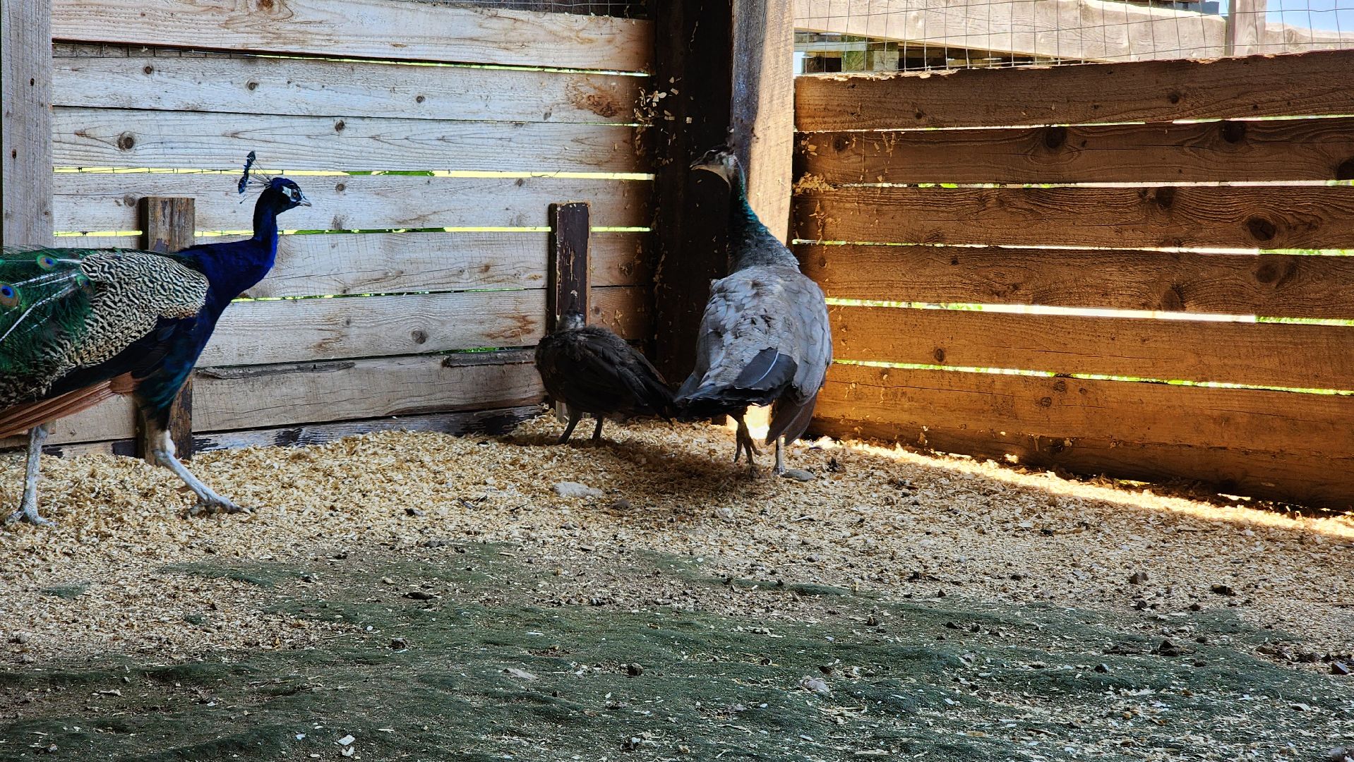 Руза, Павлины, рузская аляска, Туризм , хаски-деревня,