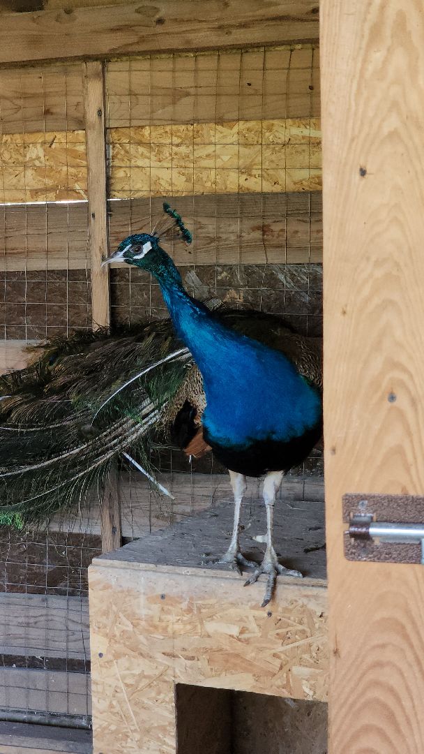 Руза, Павлины, рузская аляска, Туризм , хаски-деревня,