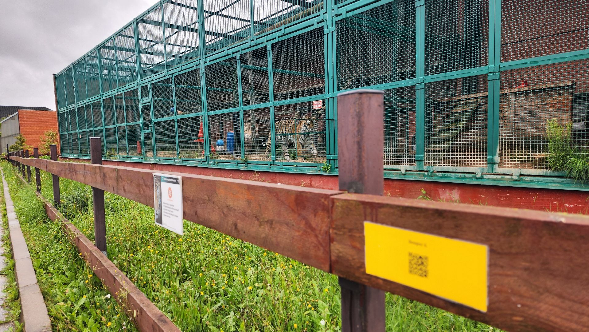 волоколамск,день тигра,центр воспроизводства редких видов животных,