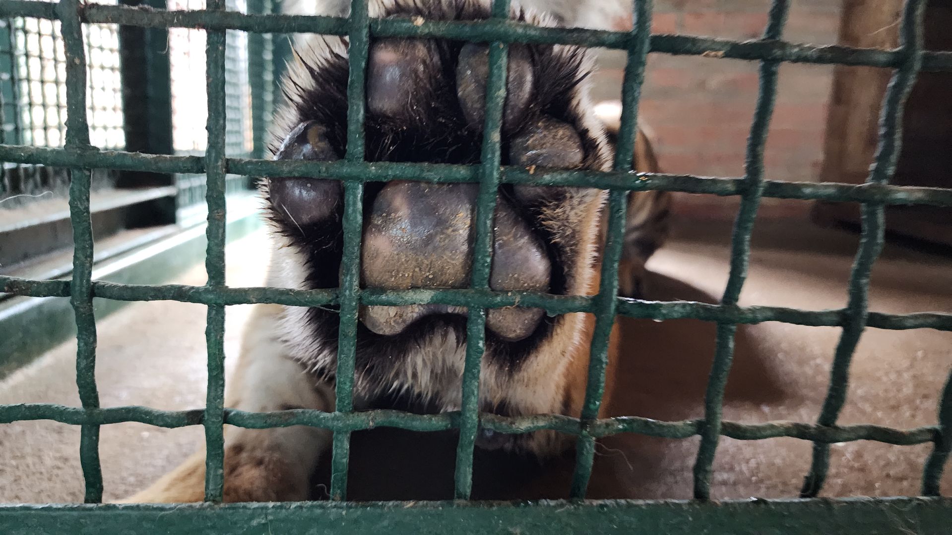 волоколамск,день тигра,центр воспроизводства редких видов животных,